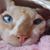 Yvette Mercedes Rowan's profile image