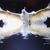 Shanhong Ying's profile image
