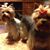 Glenna Sheward Halley's profile image