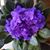 Peggy T. Mitchell's profile image