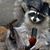 James Corriveau's profile image