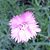Penelope Bustos's profile image
