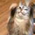 Michelle De La Rosa's profile image
