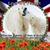 Sue Harris's profile image
