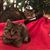 Heather Cohoon Gray's profile image