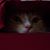 KM Melville's profile image