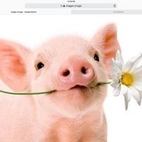 Carla Irvine's profile image