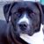Joseph Panarese's profile image