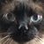 Autumn Sie Wolf's profile image