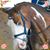 Donna Huntsman's profile image
