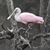 Gerie Cavanagh Martin's profile image