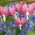 Pamela Little Wilson's profile image