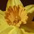 Elizabeth Bourn Morse's profile image