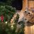 Allison Marie's profile image