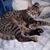 Pamelia Weiser-Nociti's profile image