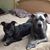 Amylyn Besse's profile image