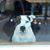Chris Robertson's profile image