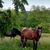 Jo Sportsman Henke's profile image