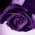 John T. Evans Jr's profile image