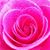 Rana Hussein's profile image