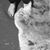 Laura Mirabile's profile image
