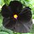 Michele Palermo's profile image