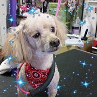 Rose Goff's profile image