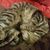 Denise Bielke's profile image