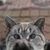 Tamare Olch's profile image