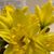 Cindy K Salonic's profile image