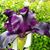 Kate McDonald Francis's profile image