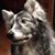 Kim Armstrong's profile image