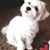 Terry Morgan Griffith's profile image