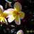 Betisa Brown's profile image