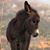 Eileen DeLisle Stone Coleman's profile image
