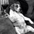 Gilson De Moraes Filho's profile image