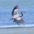 Kay Pergrem's profile image