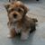 Samira Ahmad's profile image
