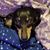 Tia Ivanyi's profile image