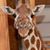 Linda Boan's profile image