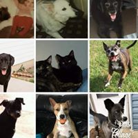 Amy Spencer's profile image