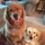 Susan McKeon Singlar's profile image