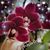 Joann Rumbold Redmond's profile image