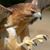 Elijah Voris's profile image