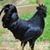 Norman Todd's profile image