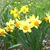 Sharron Arnstedt Slinger's profile image