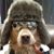 Robert Maddog Pilcher's profile image