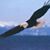 Ron Boren's profile image