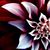 Selena Papers's profile image