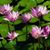 Sherrie Silance's profile image